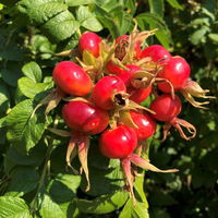 Strandrose (Rosa rugosa) weiß, 3er-Set, Höhe 40-60 cm, Topf 4,6 l