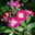 Ramblerrrose 'Perennial Blue®', lila-rosa - violett-blau, Topf 5 Liter