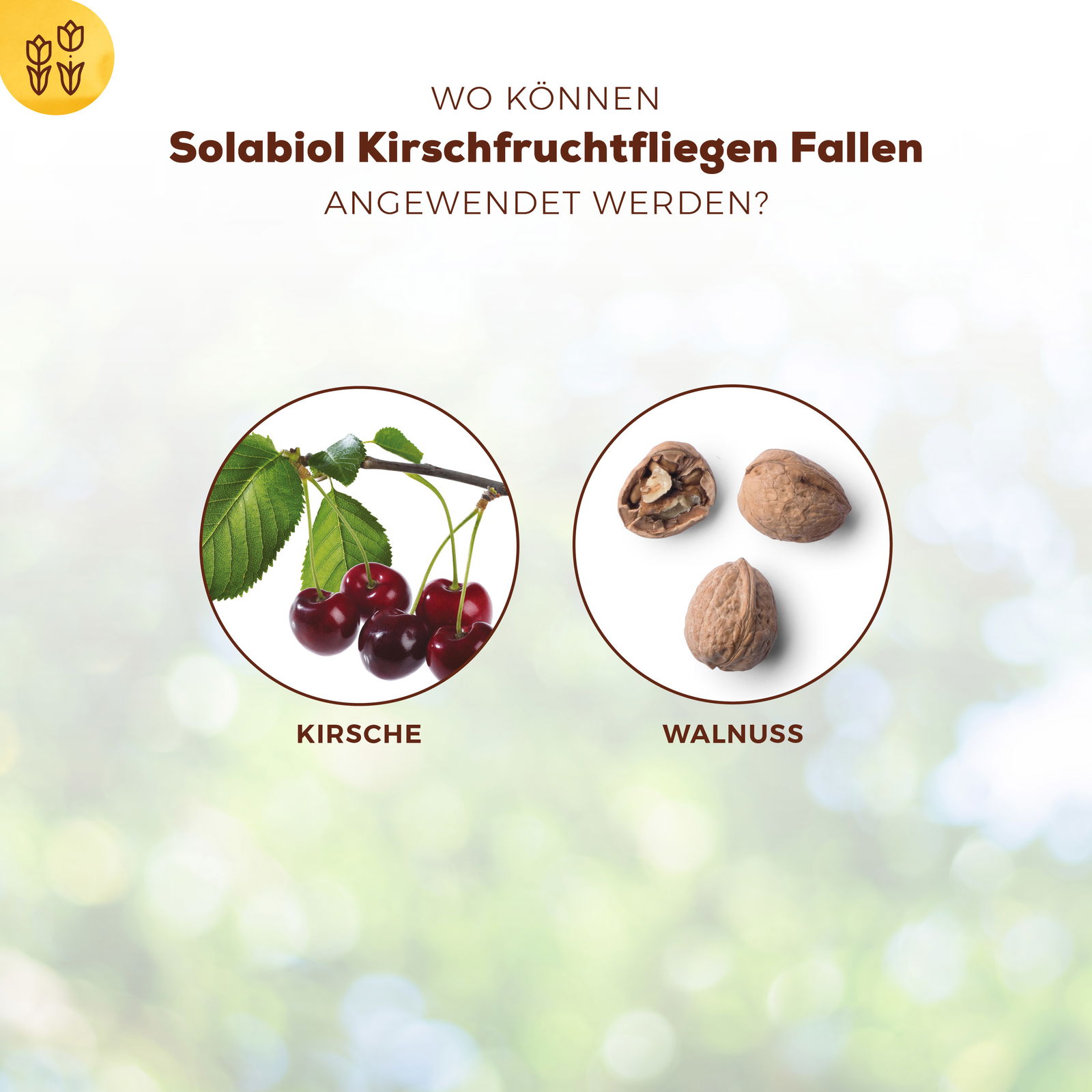 Kirschfruchtfliegenfalle, 5er-Pack