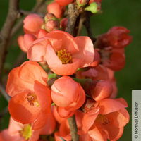 Zierquitte 'Friesdorfer Typ 205', Chaenomeles, hellrot, Topf 5 Liter