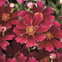 Mädchenauge, Coreopsis rosea 'Sangria', dunkelrot, Topf 19 cm