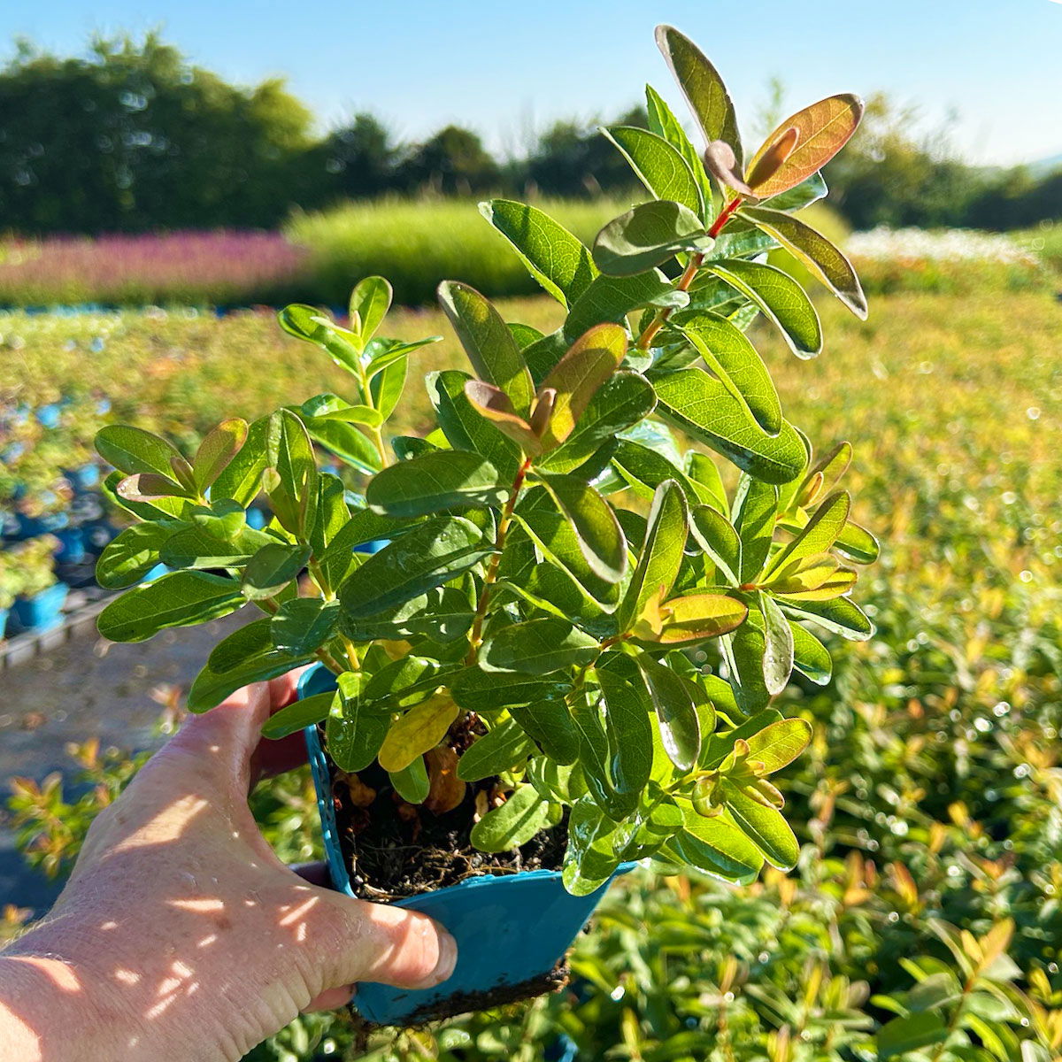 Hypericum 'Rose von Sharon', Topf-Ø 9 cm, 3er-Set