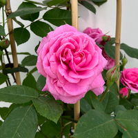 Englische Rose 'Gertrude Jekyll' (Ausbord), rosa, Doppelbogen, Topf 10 Liter