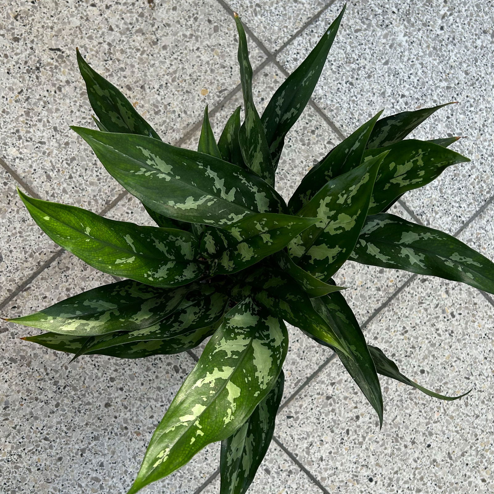 Aglaonema 'Maria', mit Übertopf Dallas weiß, Topf-Ø 12 cm