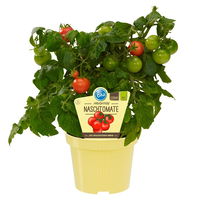 Blu Bio Cocktailtomate 'Naschtomate F1', Topf-Ø 12 cm, 3er Set