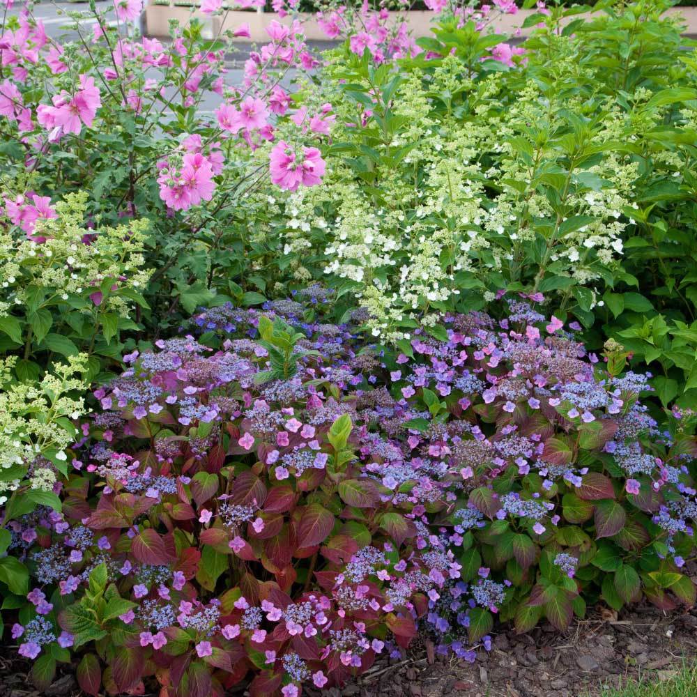 Kölle's Beste Rispen-Hortensie 'Kyushu' (Hydrangea paniculuata 'Kyushu') im 5 lt. Topf