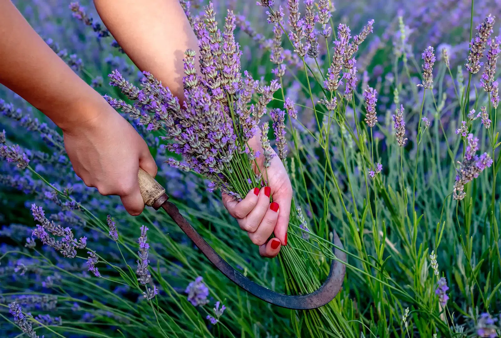 Lavendel schneiden 