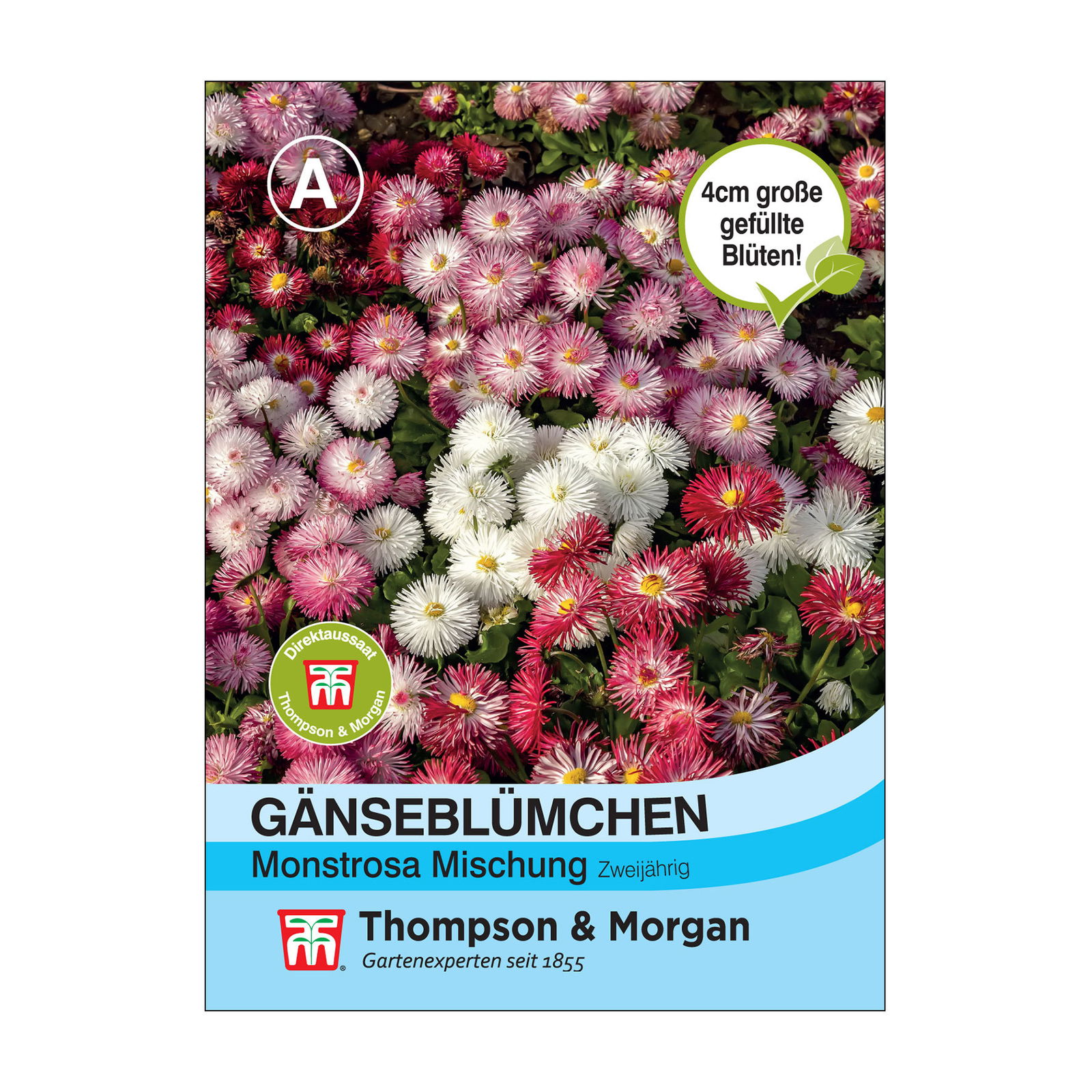 Samenmischung Gänseblümchen 'Monstrosa', rosa