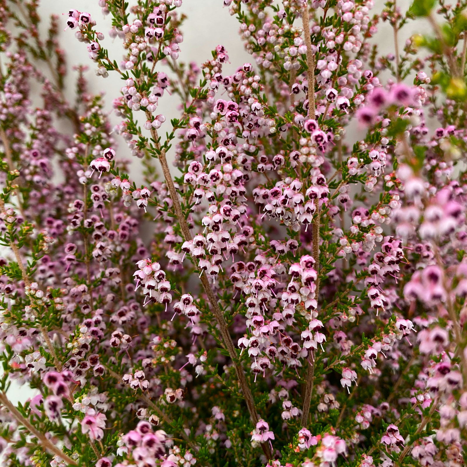 Erica sparsa bunt, Farbe nach Verfügbarkeit, Topf-Ø 12cm, 6er-Set