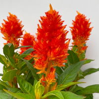 Celosia 'Kelos Fire Orange' orange, Topf-Ø 12 cm, 6er-Set