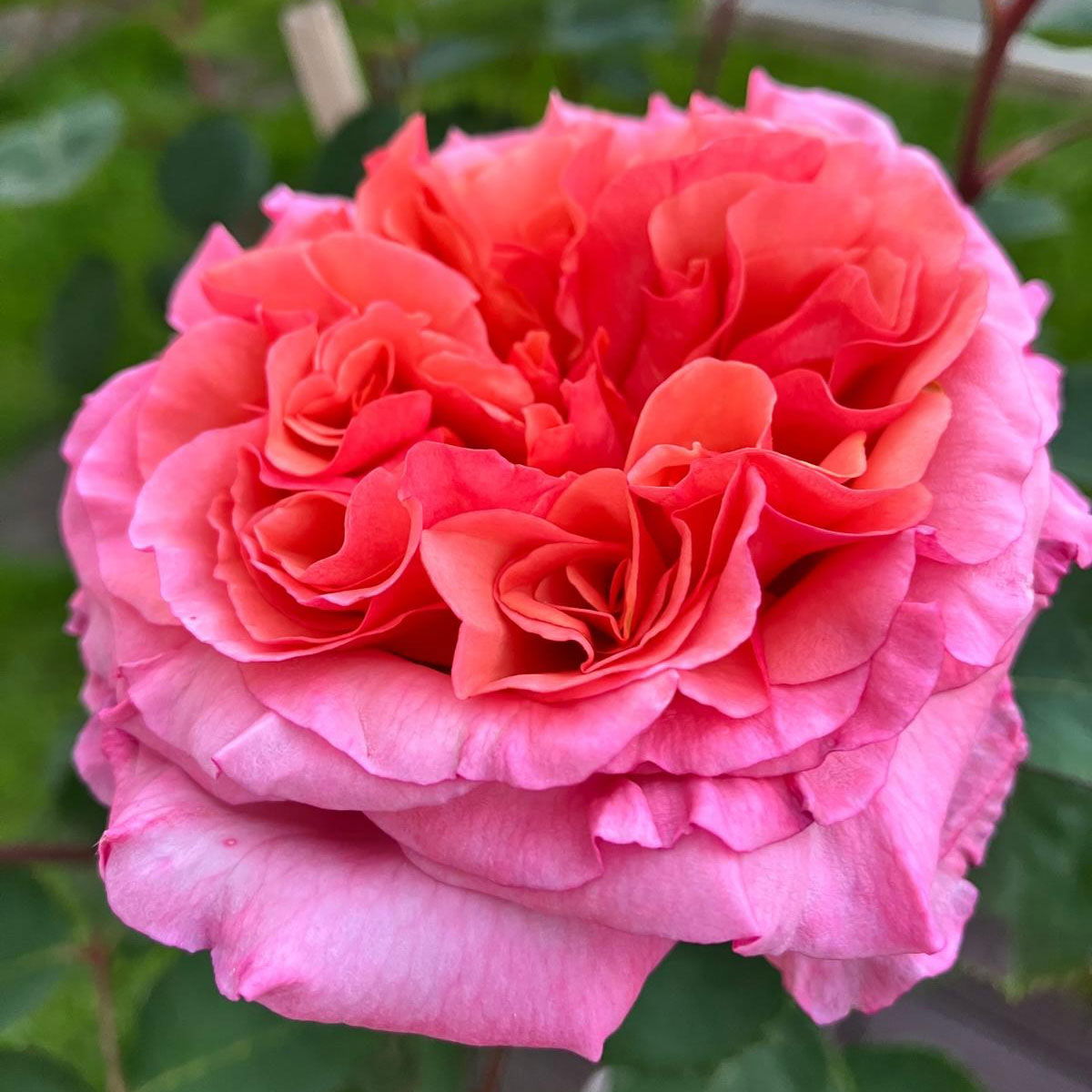 Stammrose 'Käthchen von Heilbronn'®, Edelrose, Stammhöhe 60cm im 7,5 Liter Topf