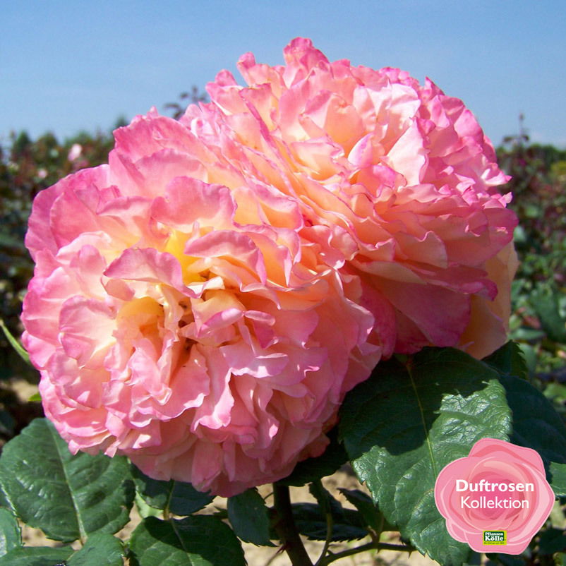 Duftende Edelrose 'Augusta Luise®', rose-aprikot, Doppelbogen, Topf 10 Liter