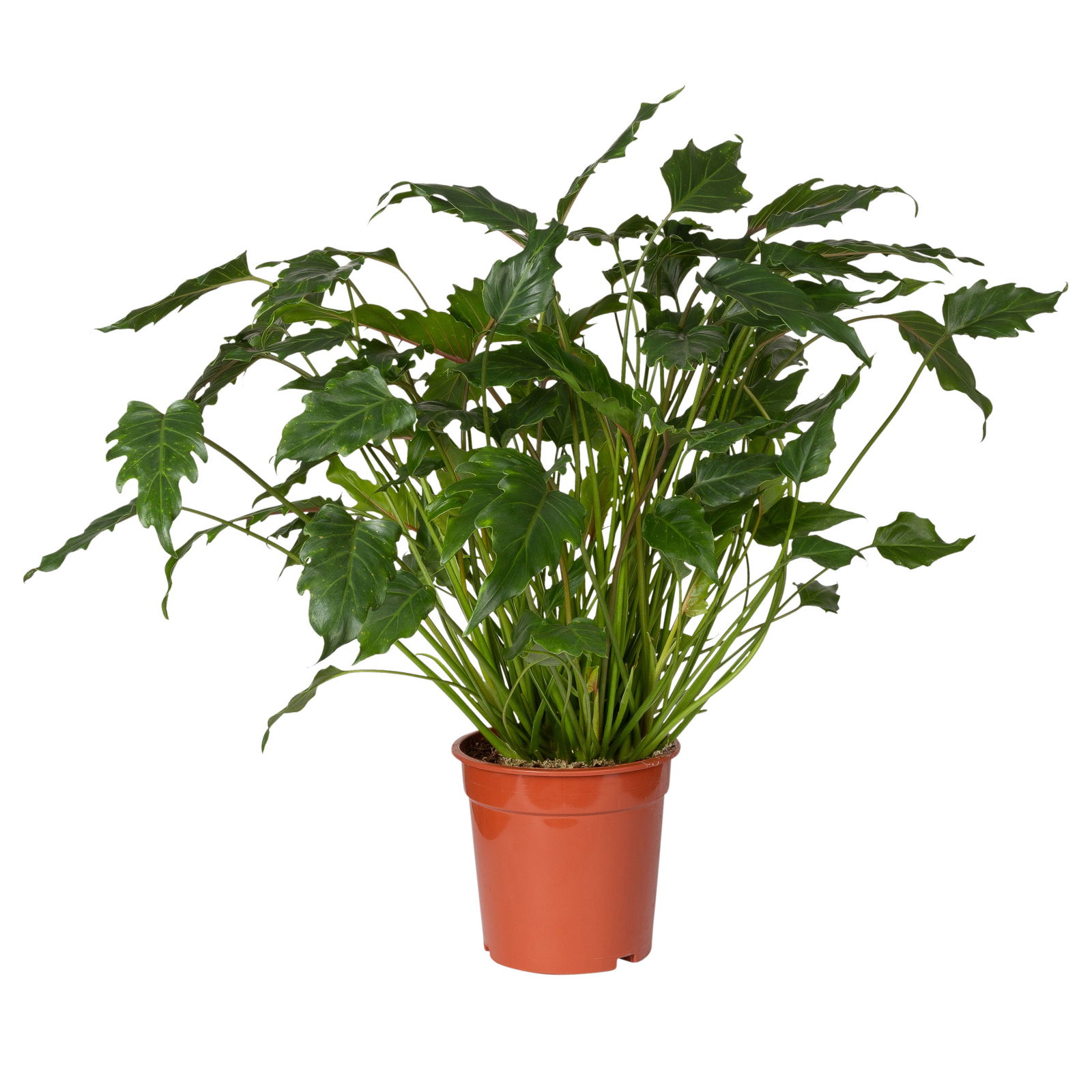 Philodendron xanadu, Topf-Ø 21 cm, Höhe ca. 40-60 cm