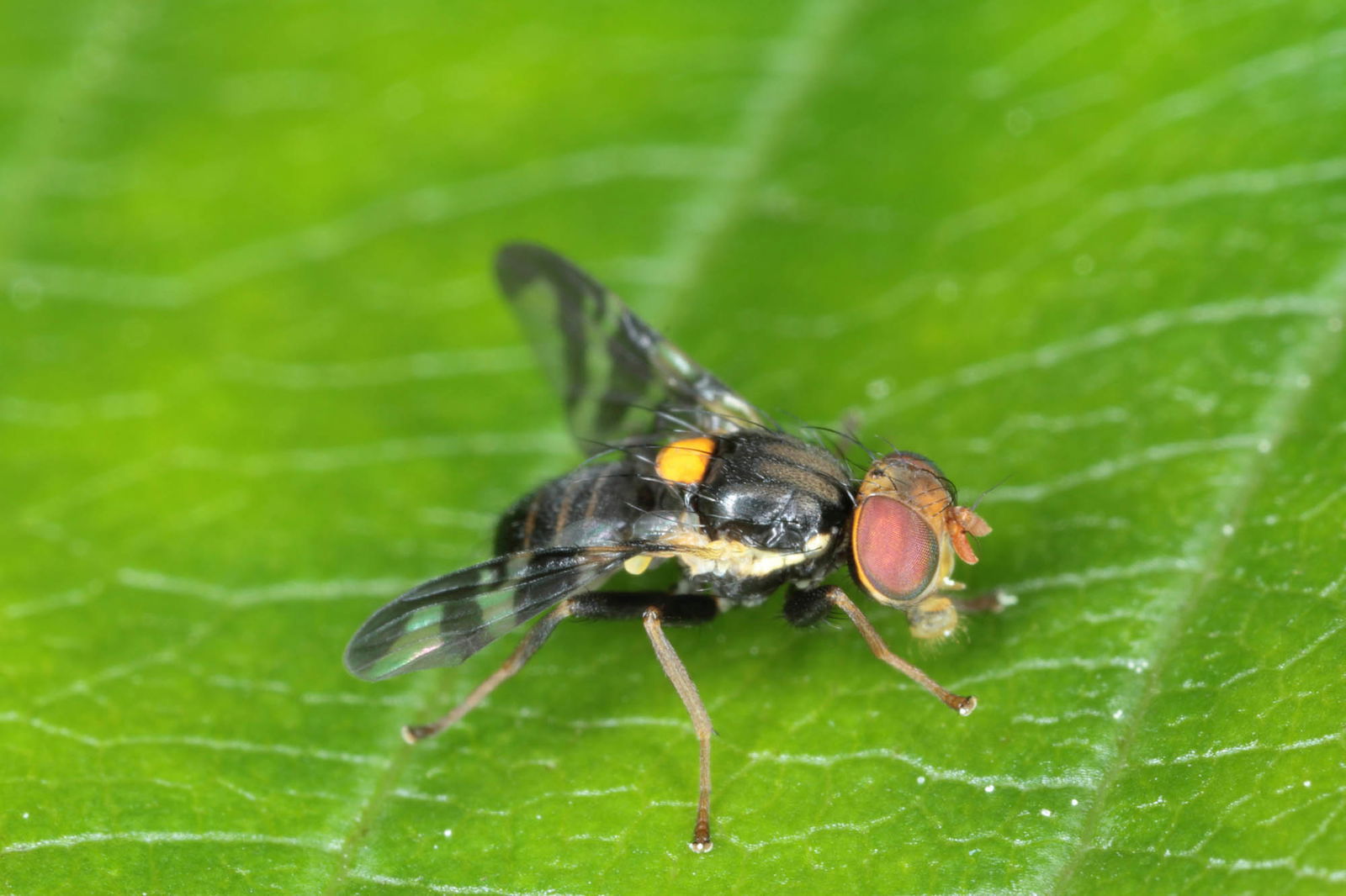 Kirschfruchtfliege