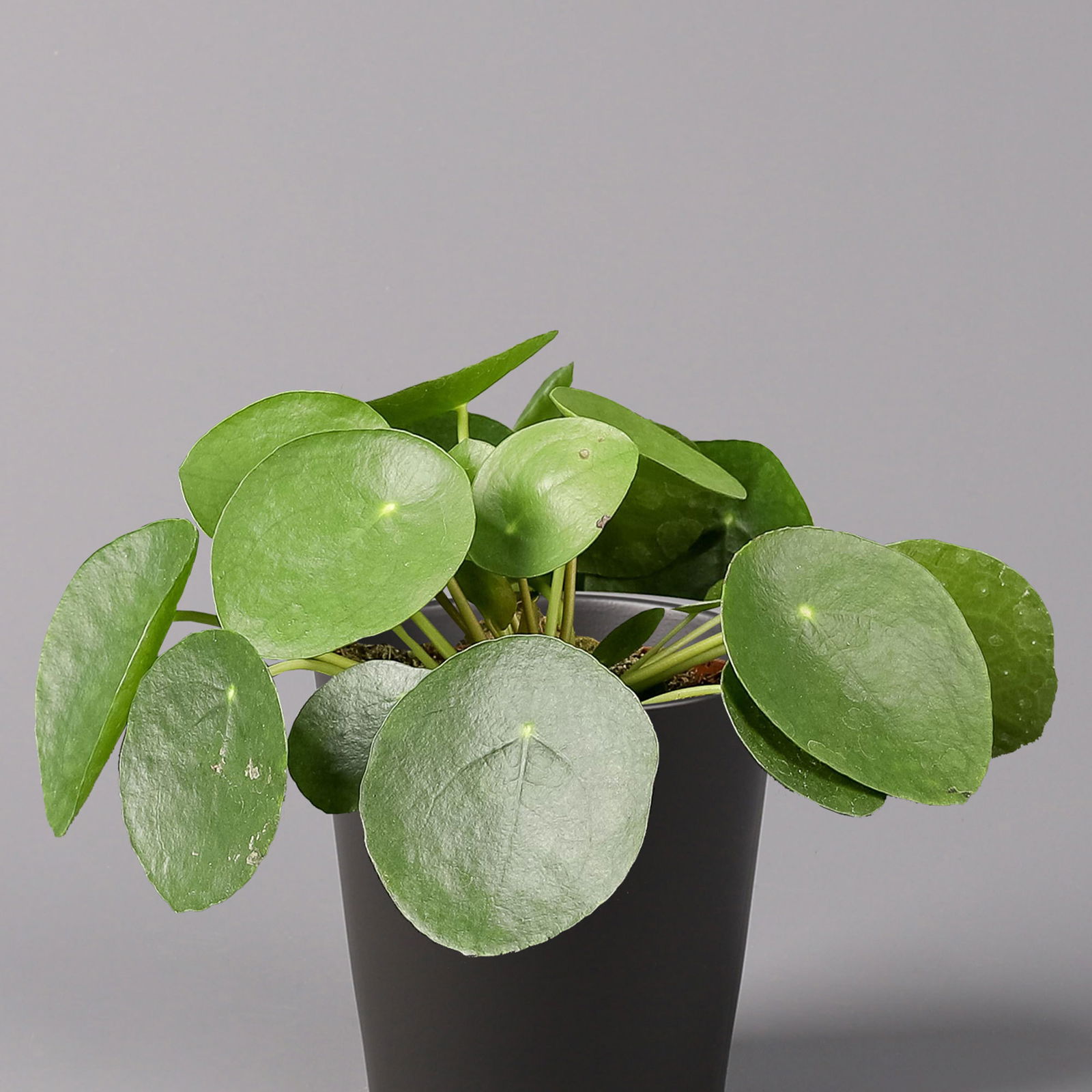 Pilea peperomioides in Topf Dallas anthrazit, Topf-Ø 12 cm, H: ca. 20 cm