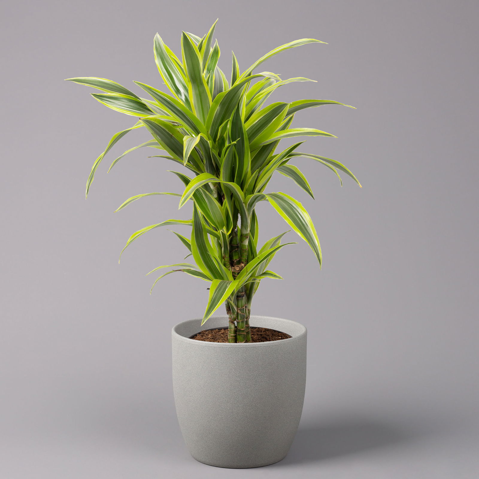 Duftender Drachenbaum 'Lemon Lime', Topf-Ø 21 cm, verzweigt, Höhe ca. 70 cm