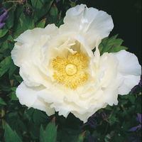 Kölle's Beste Edel-Pfingstrose, Paeonia 'Krinkled White', weiß, Topf 19 cm