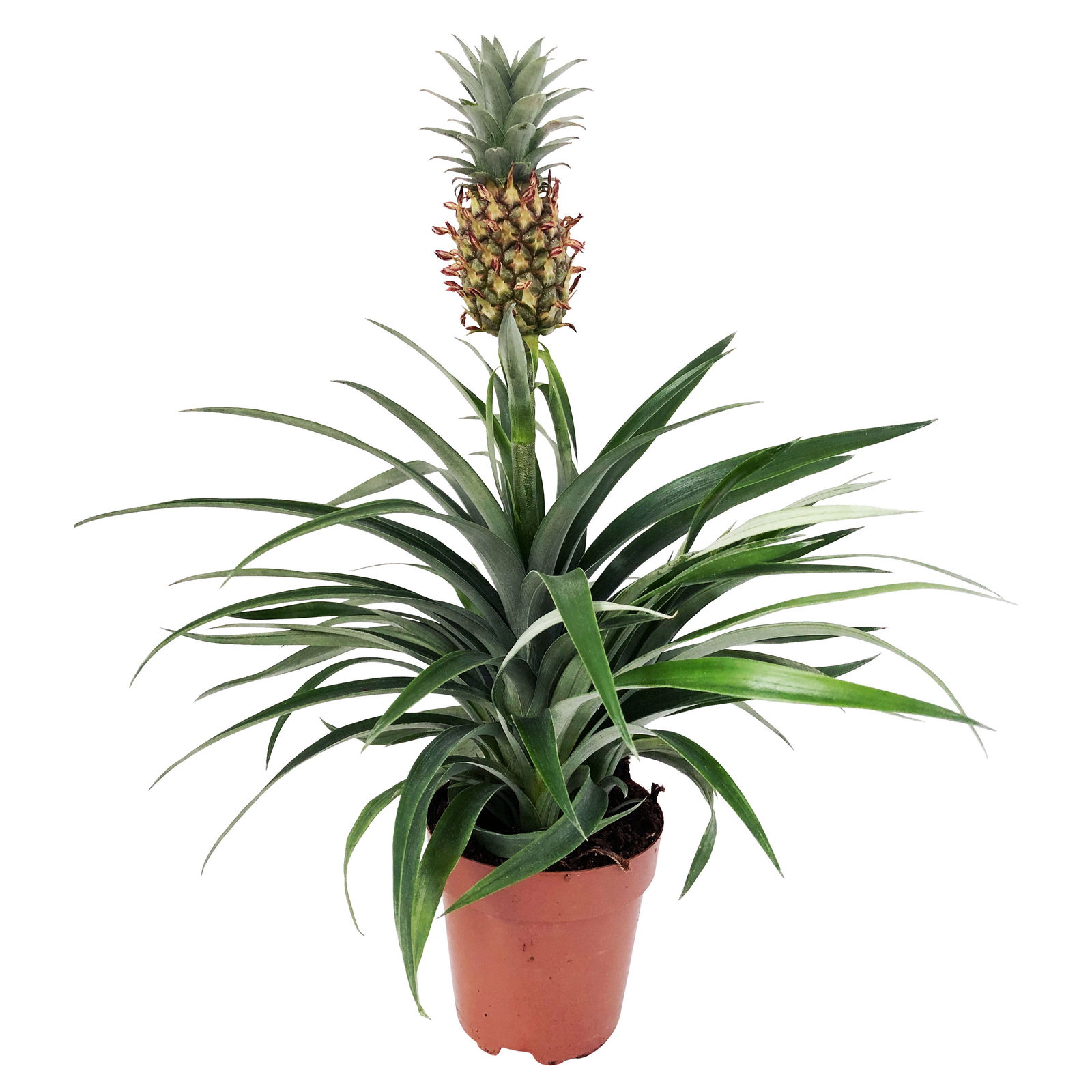 Zier-Ananas 'Amigo', Topf-Ø 12 cm, Höhe ca. 45 cm