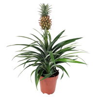 Zier-Ananas 'Amigo', Topf-Ø 12 cm, Höhe ca. 45 cm