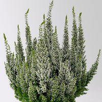 Calluna 'First Ladies®' weiß, Topf-Ø 11 cm, 6 Stück