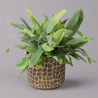 Phlebodium aureum mit Übertopf Goldprint, Topf-Ø 12 cm, Höhe ca. 30 cm, 2er-Set