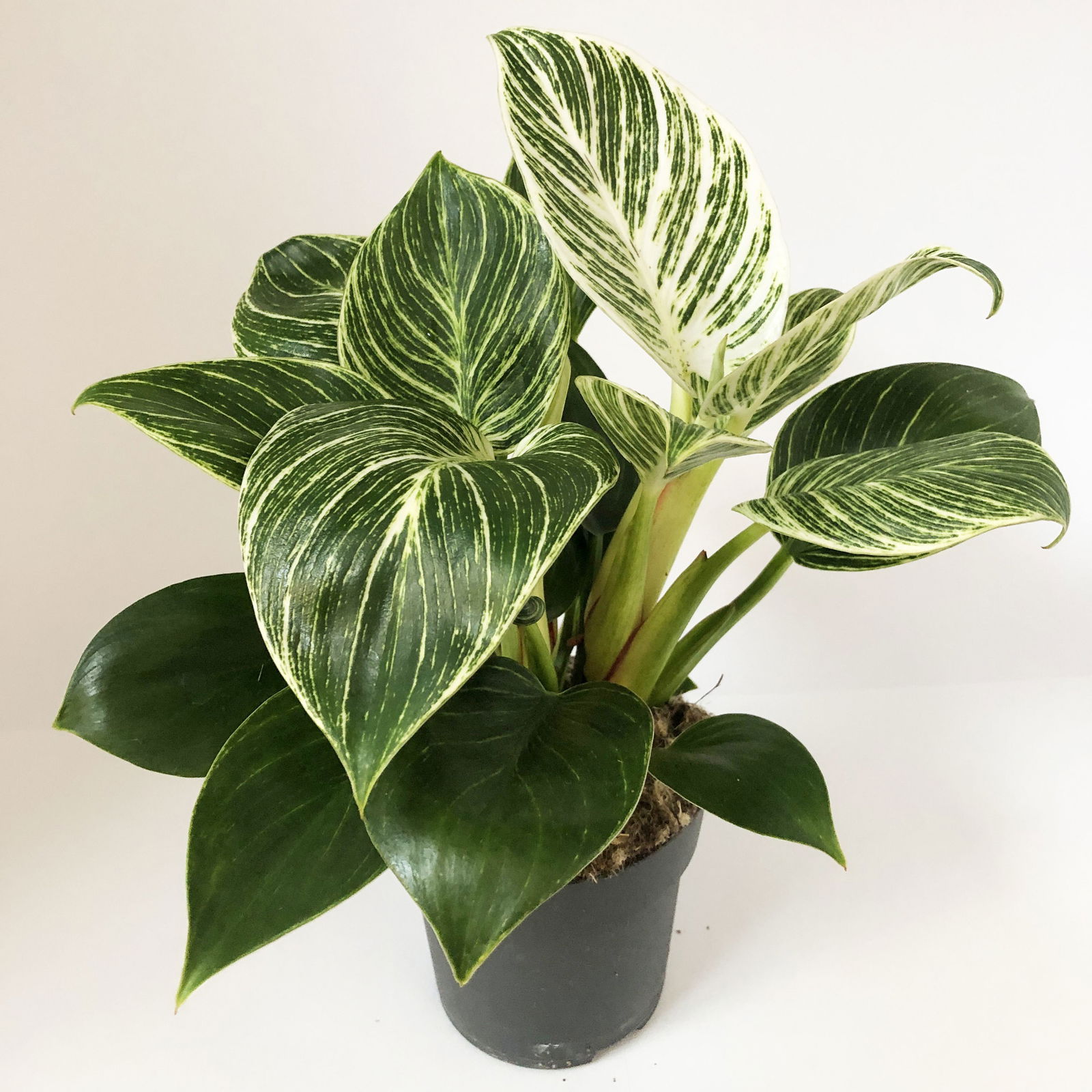 Philodendron 'White Measure', Topf-Ø 11 cm, Höhe ca. 20 cm