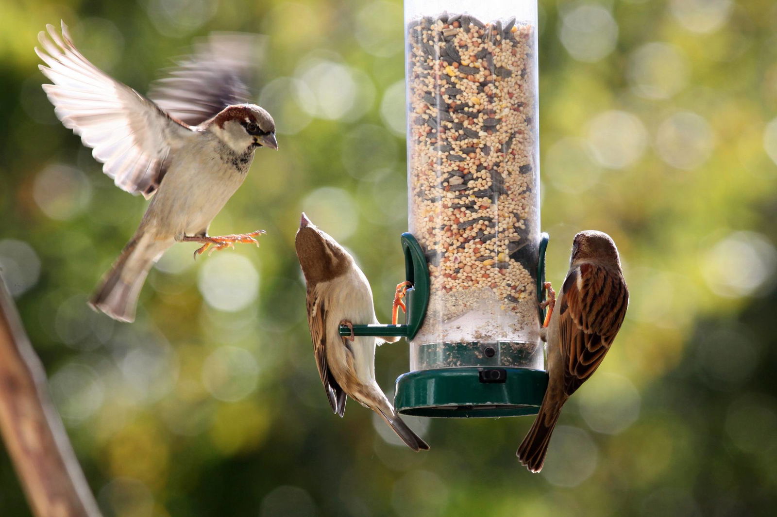 Drei Vögel an Futtersäule