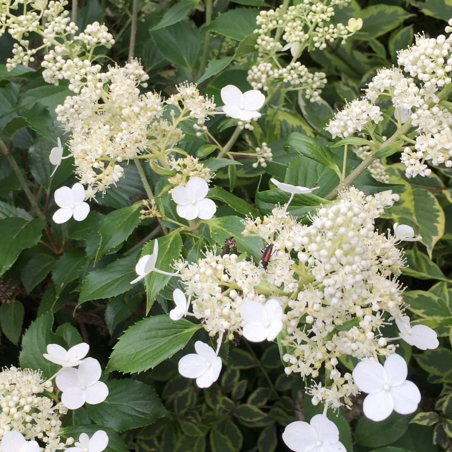 Kölle's Beste Rispen-Hortensie 'Kyushu' (Hydrangea paniculuata 'Kyushu') im 5 lt. Topf