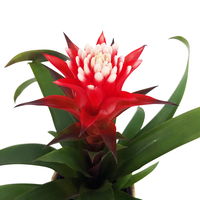 Guzmania 'Hope', rot-weiß, Topf-Ø 13 cm, mit Korb Maki, Höhe ca. 45 cm