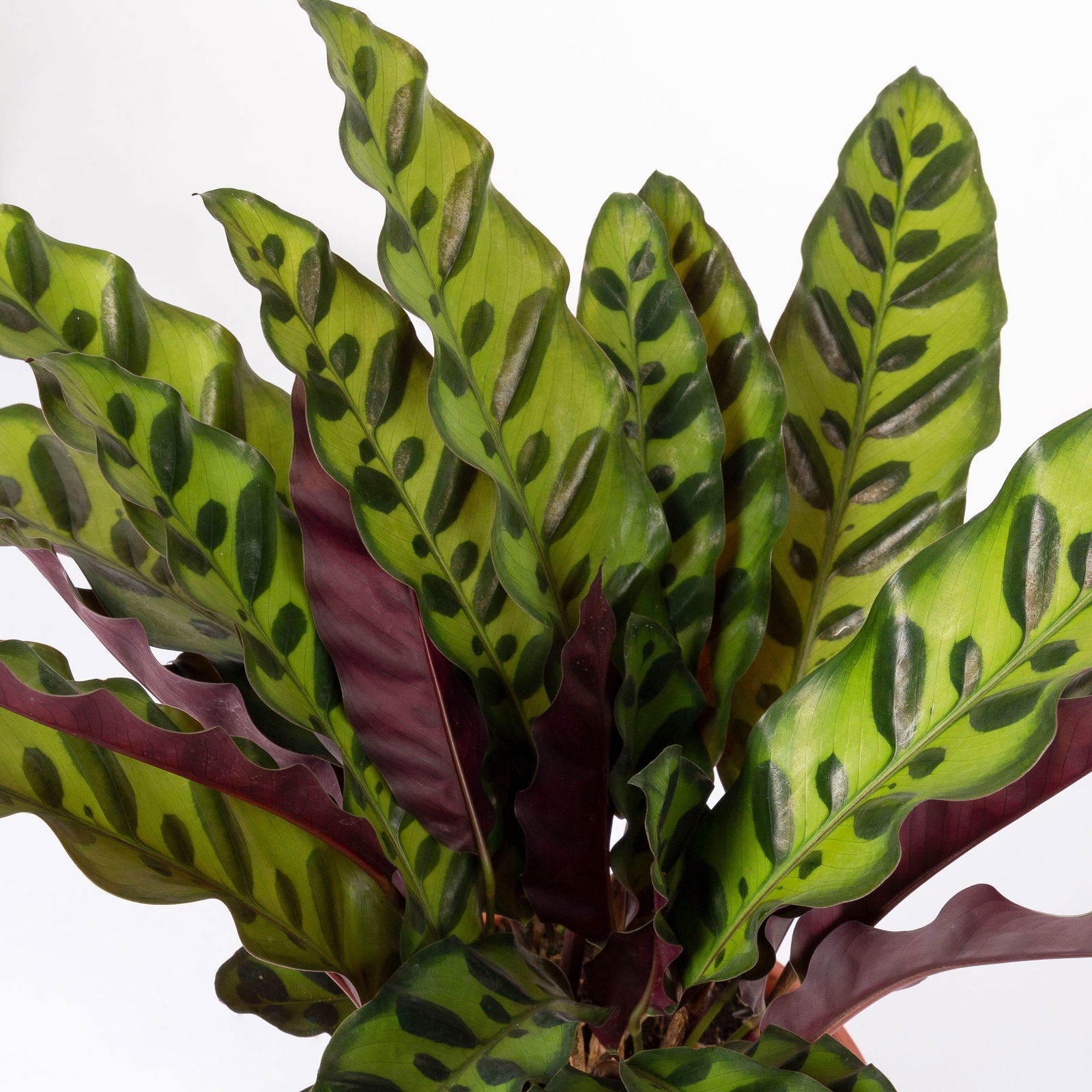 Korbmarante, Goeppertia lancifolia syn. Calathea, Topf-Ø 14 cm, Höhe ca. 30-50cm