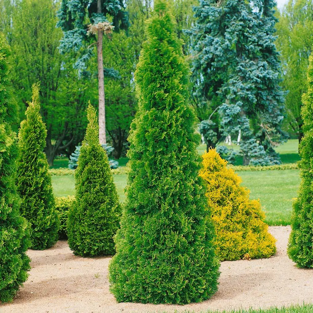 Thuja Koniferen