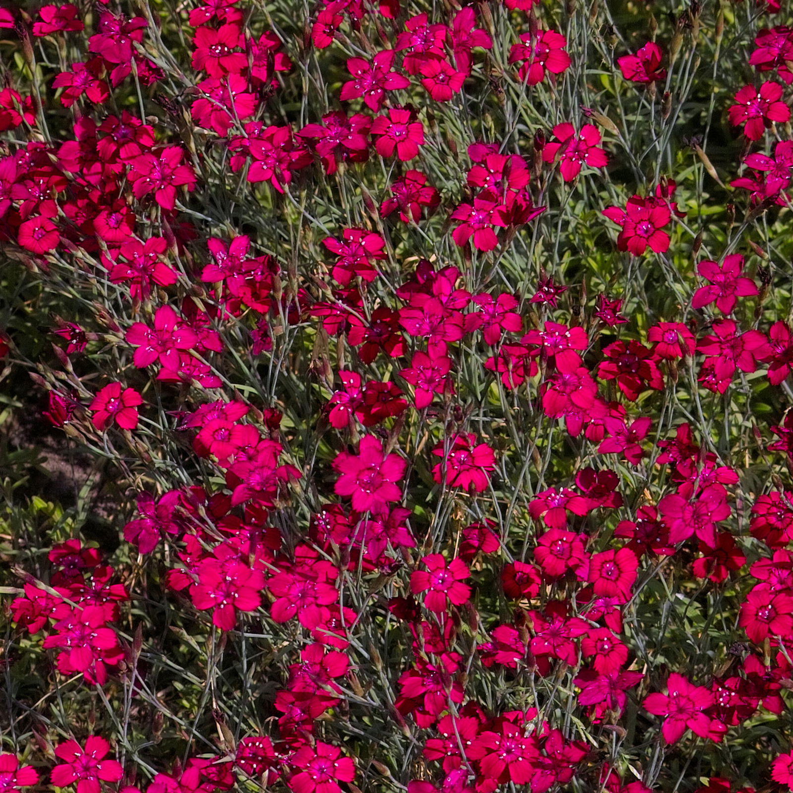 Bio Dianthus deltoides rot, Topf-Ø 11 cm, 3er-Set