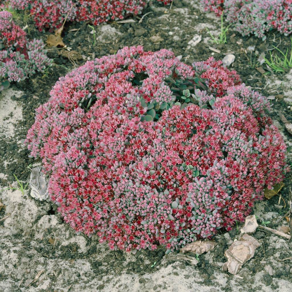 Fetthenne, Sedum 'Lidakense', rosarot, Höhe 15-20 cm, Topf 3 Liter