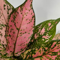 Aglaonema 'Pink', Topf-Ø 12 cm