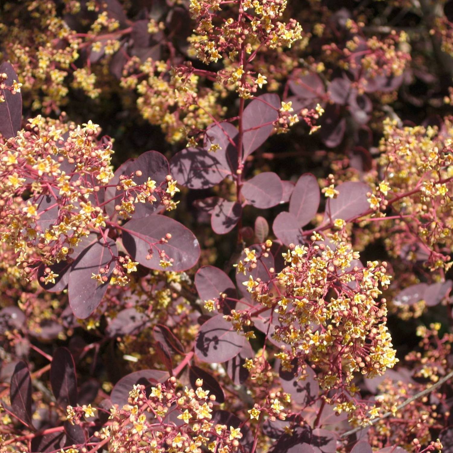 Dunkelroter Perückenstrauch 'Royal Purple', Höhe ca. 20-25 cm, Topf 3 Liter