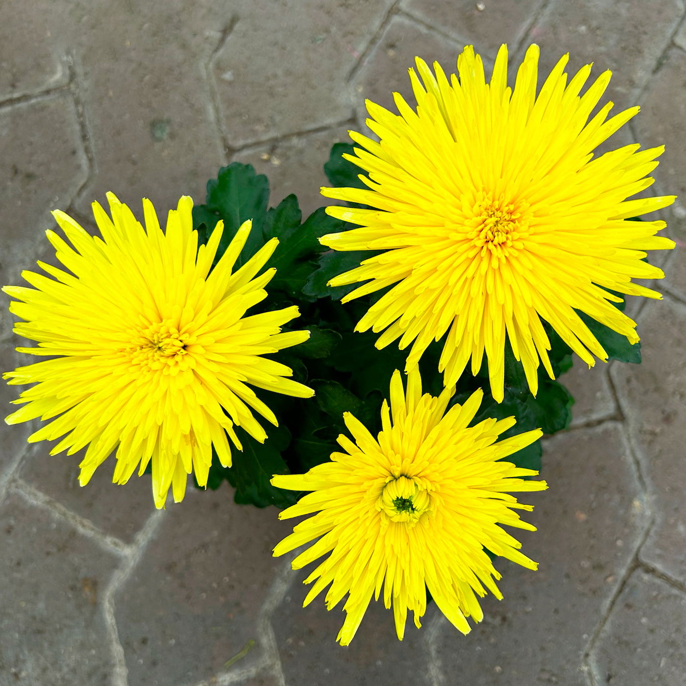 Chrysantheme 'Anastasia' gelb, großblumig, Topf-Ø 13 cm, 3 Stück