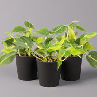 Philodendron 'Brasil' in Keramiktopf Dallas anthrazit, Topf-Ø 12cm, 3er-Set