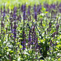 Bio Salvia nemorosa  'Ostfriesland' blau, Topf-Ø 11 cm, 3er-Set