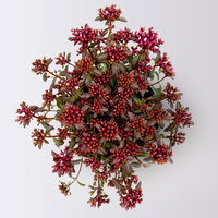 Sedum spurium ''Spot On® Deep Rose', dunkelrosa, Topf-Ø 13 cm, 6er-Set