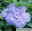 Duo-Gartenhibiskus 'Blue Chiffon®' und 'Pink Chiffon®', blau + pink, 5 lt. Topf