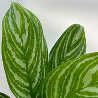 Aglaonema 'Stripes', Topf-Ø 12 cm mit Übertopf Dallas weiß