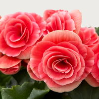 Begonie elatior 'Borias®' rosa-weiß, Topf-Ø 14 cm, 4er-Set