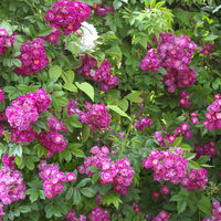 Ramblerrrose 'Perennial Blue®', lila-rosa - violett-blau, Topf 5 Liter