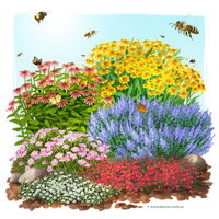 Insektenfreundliches Stauden Set, 18 Pflanzen für 3 m², bunt