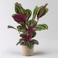 Calathea 'Medaillon', Topf-Ø 19 cm, Höhe ca. 60-80 cm