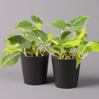 Philodendron 'Brasil' in Keramiktopf Dallas anthrazit, Topf-Ø 12cm, 2er-Set