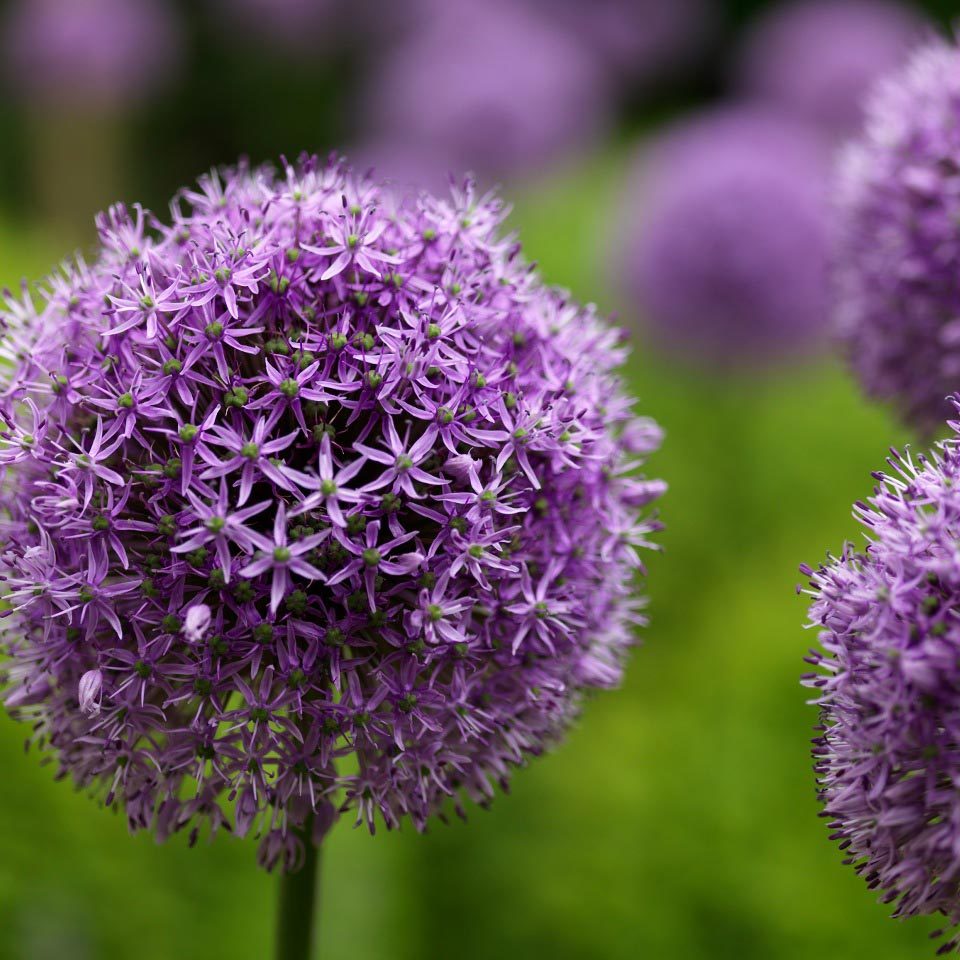 Allium 'Gladiator' violett, Topf-Ø 14 cm, 3er-Set