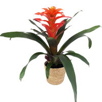 Guzmania Fiero 'Orange', orange, Topf-Ø 12 cm, mit Korb Maki, Höhe ca. 50 cm