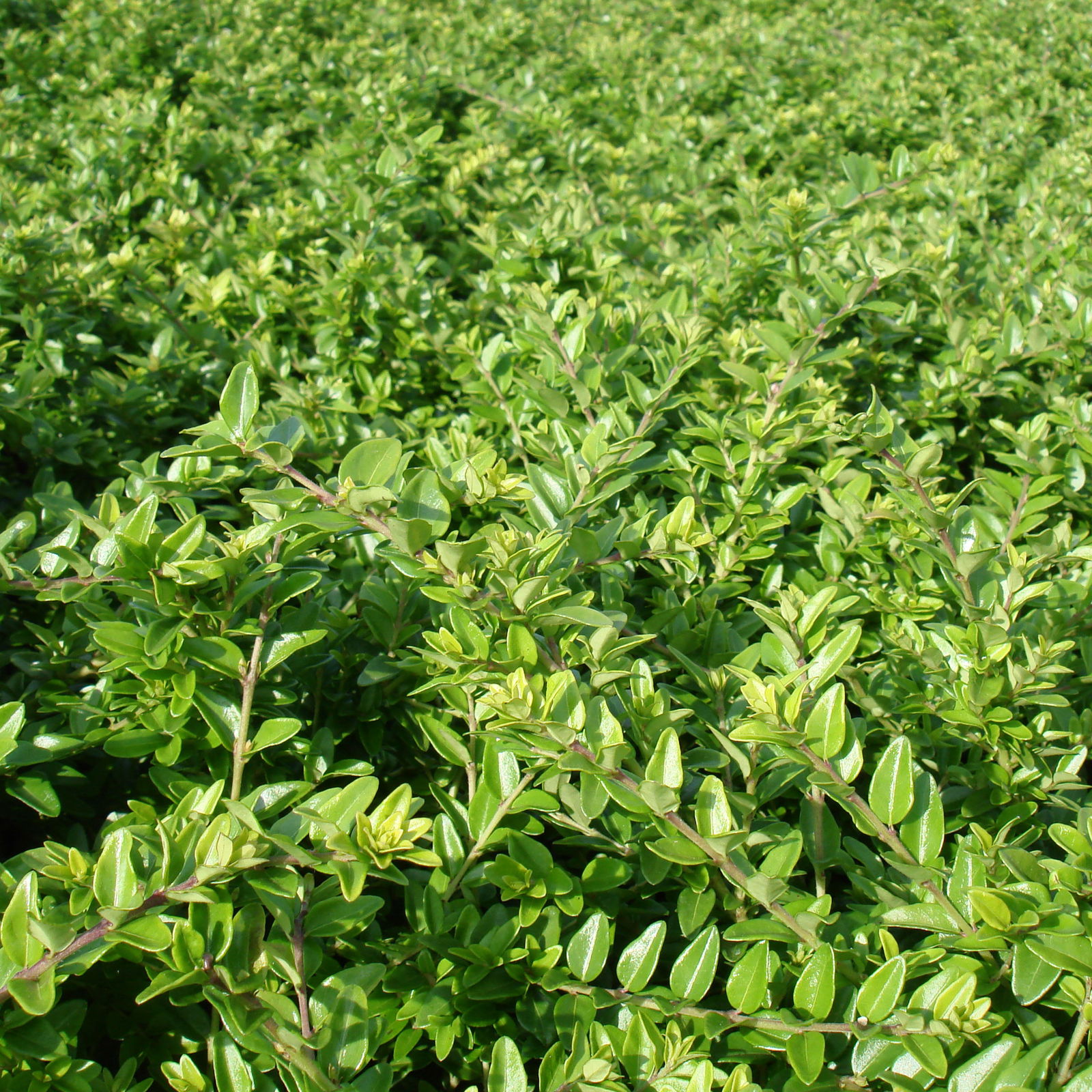 Lonicera nitida, Topf-Ø 9 cm, 12er-Set