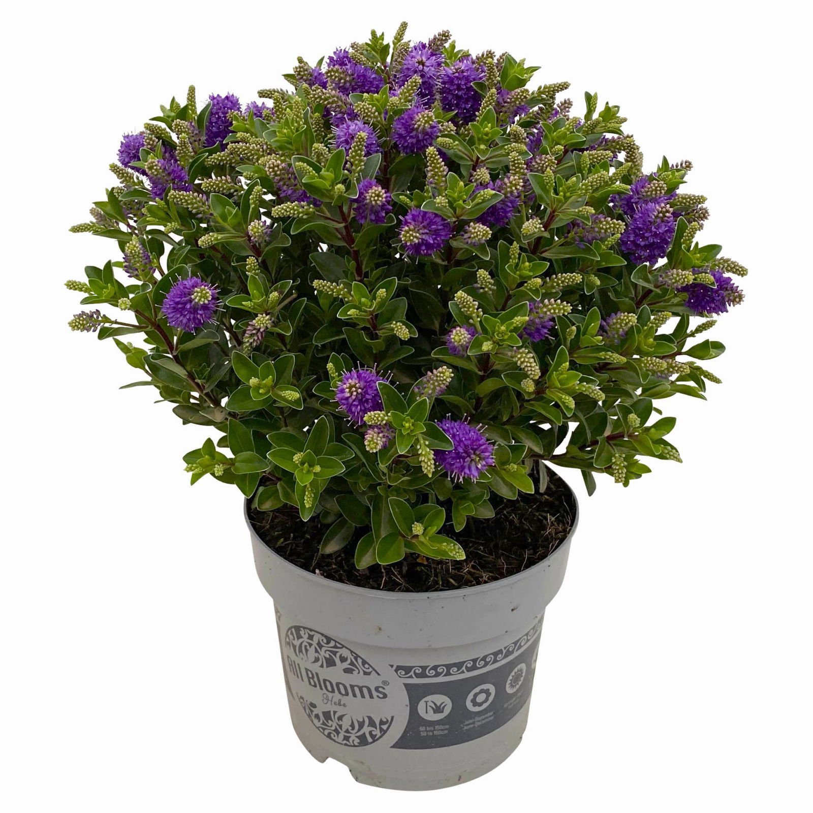 Hebe 'All Blooms®' blau, Topf-Ø 17 cm